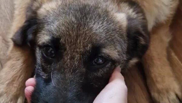Sisoe the mutt every day 6