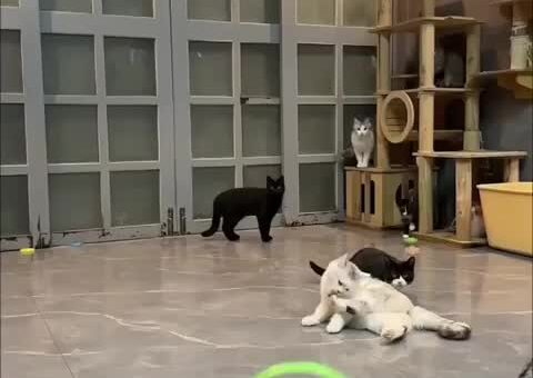 My reflexes? Cat-like
