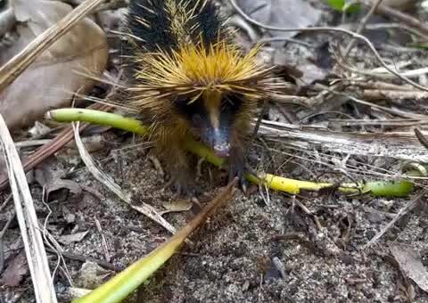 New Animal drop: Lowland Streaked Tenerec