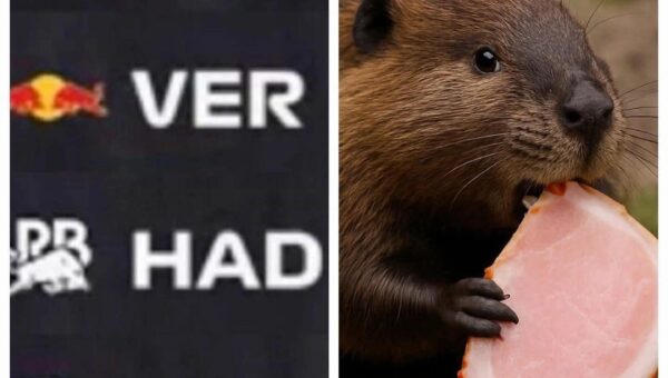 The beaver had ham