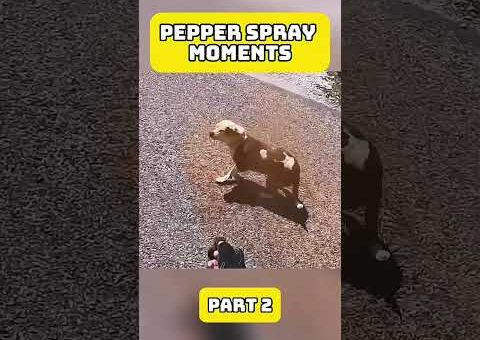 Karen Getting Instant Karma Moments
