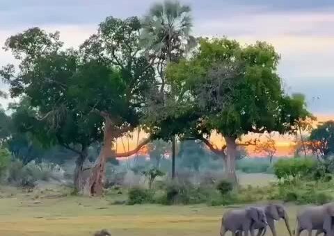 Africa