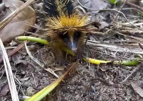 A lowland streaked tenrec