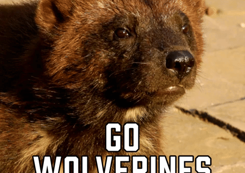 College Football GIF by Sealed With A