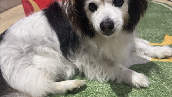 A photo of my dog Panko every day