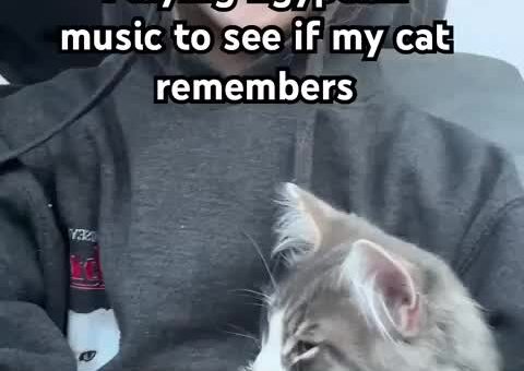 She Playing Egyptian Music To See If Her Cat Remembers