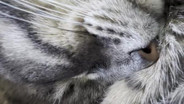 (⁠~⁠￣⁠³⁠￣⁠)⁠~