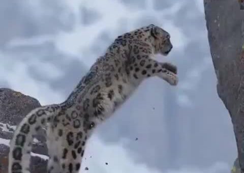 Majestic leap