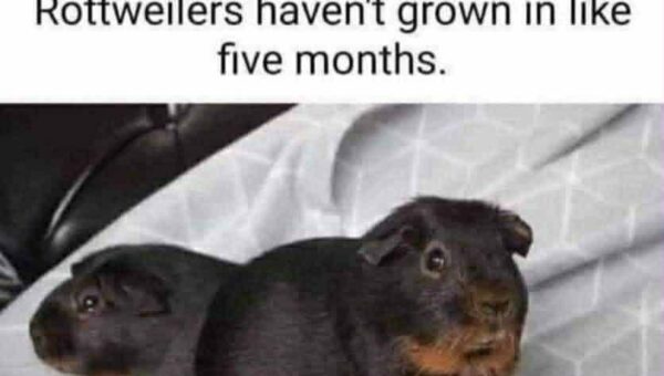 Dunno why they dont bark