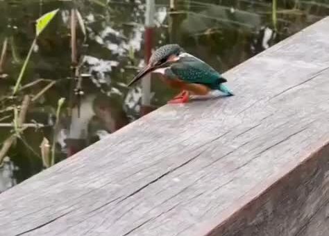 This place needs Kingfisher shuffle