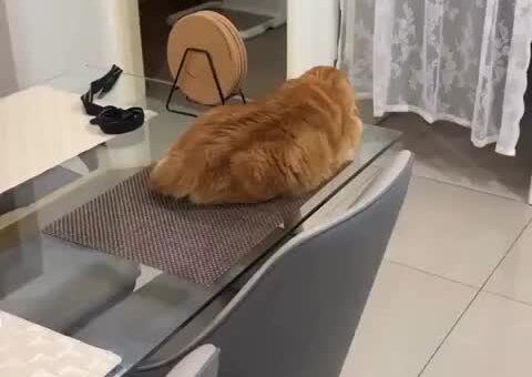 I wish to bother this animal