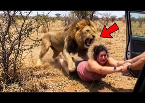 Incredible Safari Moments Caught on Camera! #1