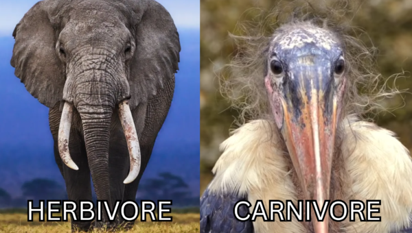 I’ve seen a few of these herbivore vs carnivore memes so I made my own