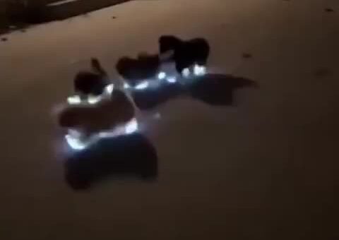 It is impossible to lose sight of them on the night walk. ?