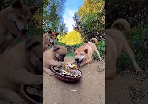 dog viral video 🤣 #funny #funnyvideo