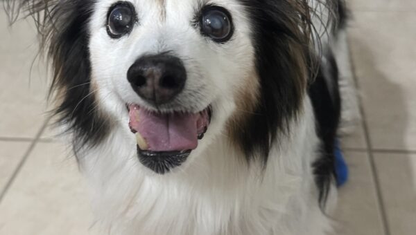 A photo of my dog Panko every day
