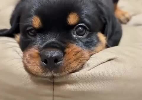 Cute pup