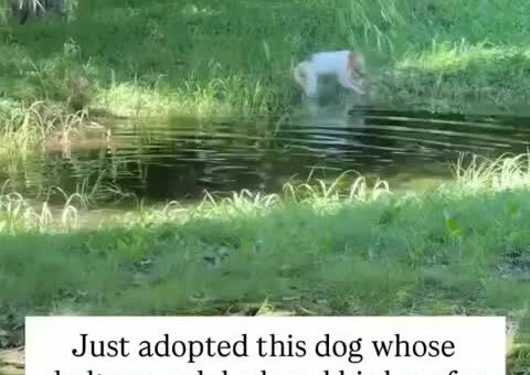 Dog loves water lol
