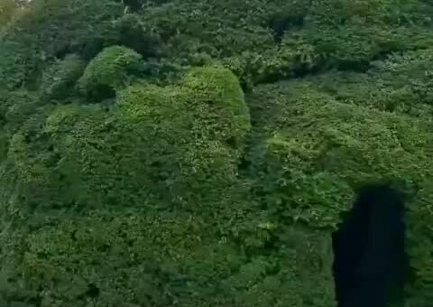 A 300-year-old yew tree tunnel in Ireland