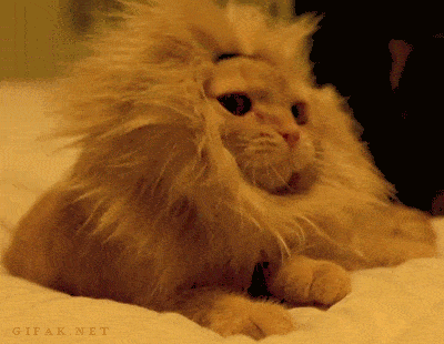 cat yawn