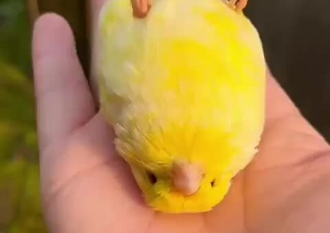 Gloucester Canary is an interesting birb