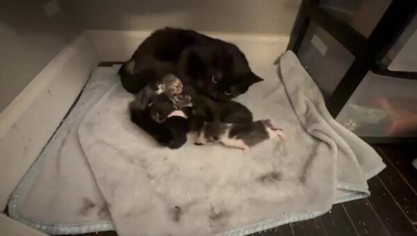 Goodnight precious babies