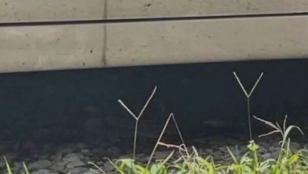Hyped Grass