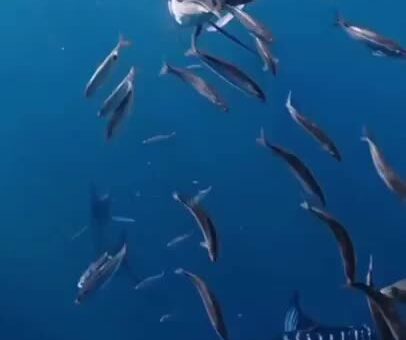 This place needs more Striped Marlins
