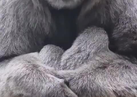 Mia, a silvery gibbon, showing off her 3-week-old son