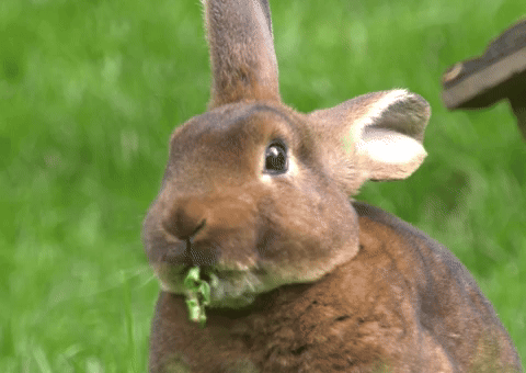Eat Up GIF by Tierpark Berlin