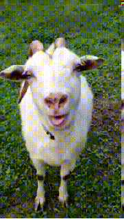 Tongue Goat