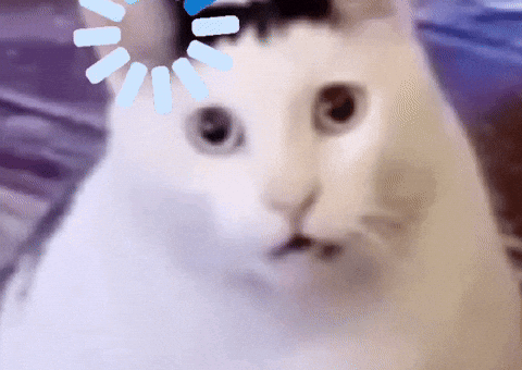 Cats Loading