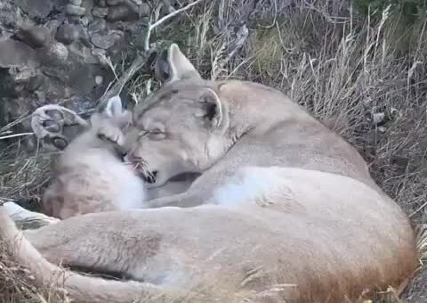 This place needs more Mountain Lion motherhood
