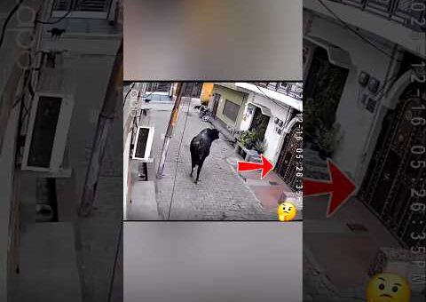 வம்பிழுத்து வாங்கிய முட்டு! முதியவருக்கு கிடைத்த Instant Karma! | Bull Attack CCTV