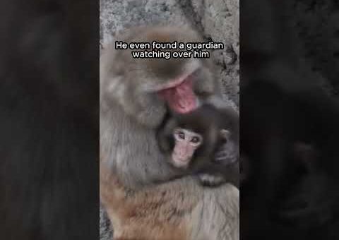 Punch’s first steps and the guardian who chose to protect him,monkey #shocking #viralvideo #animals