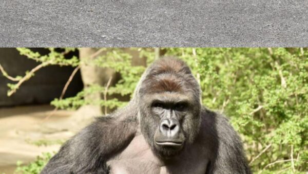 Please Lord Harambe. We are tired