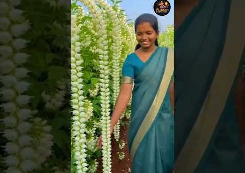 பூ வரும்போதே தானாக கட்டி வரும் குண்டுமல்லி – தமிழ்நாட்டு பெண்ணின் புதுமை! 🌸#trendingnow #viral