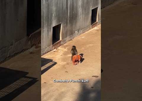 Latest video of baby Punch #trending #viral #punchmonkey #punch #popular #shorts #shortvideo #punch