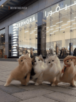 Dance Cat