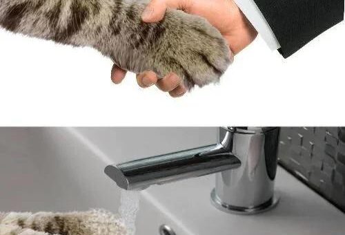 Meow meow:3