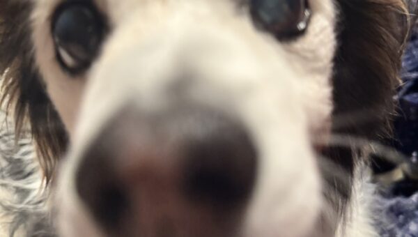A photo of my dog Panko every day