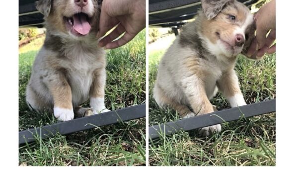 I’ll scratch his ears forever if he wants too