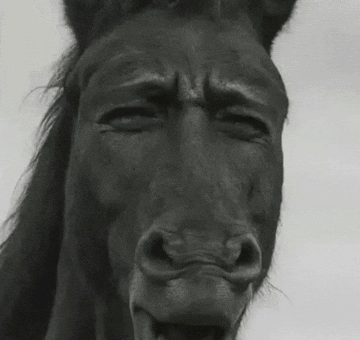 Confused Black Horse