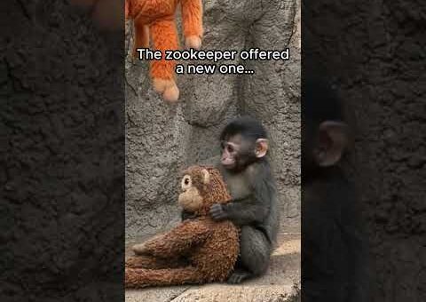 Punch’s toy got wet in the rain and he still hold on to it #shocking #viralvideo #animals #monkey