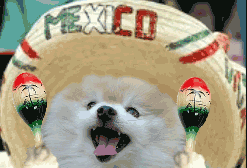 Cinco De Mayo Dog
