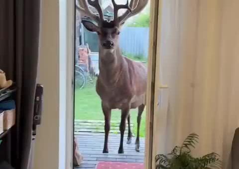 This gentle deer visits her every day