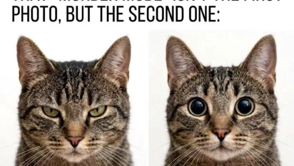 Yes. As a cat owner, yes