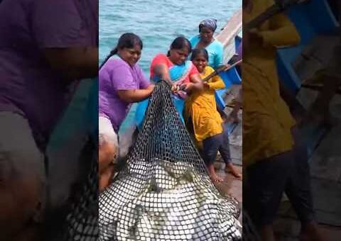கடலில் கலக்கிய தூத்துக்குடி பெண்கள் | புதுவித கருவியால் குவியும் பாறை மீன்கள்! #trendingnow #viral