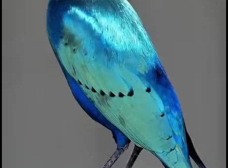 Hell Of A Pretty Bird