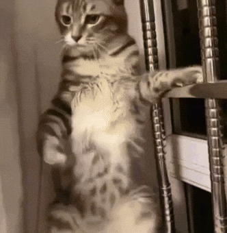 Hello Kitty Dancing